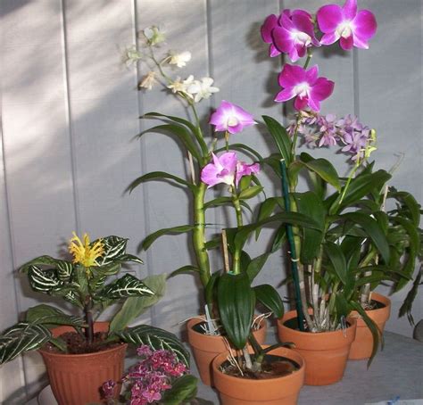 How to Care For Orchids: 12 Simple Tips to Help Them Thrive.